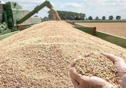 تموين كفر الشيخ: توريد 235 ألف طن قمح للصوامع والشون حتى الآن