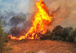 الجزائر: فتح تحقيقات قضائية لمعرفة ملابسات الحرائق وتحديد أسبابها