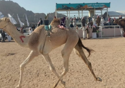 اليوم.. وزير الشباب والرياضة يواصل جولاته بشمال سيناء ويشهد ختام سباق الهجن