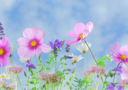 انخفاض فى درجات الحرارة وطقس معتدل ليلا .. والعظمى بالقاهرة 32 درجة