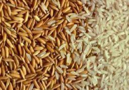 وزيرالتموين: توريد أرز الشعير للمساحات الأقل من فدان “اختياريًا”