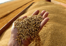 متحدث الزراعة: زيادة إنتاج بعض المحاصيل نتيجة جهود الدولة في مواجهة التغيرات المناخية