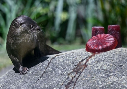لمواجهة الحر .. حديقة تقدم للحيوانات مثلجات بنكهة الدم