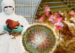 موريتانيا: رفع حالة التأهب بعد تسجيل إصابات بإنفلونزا الطيور لإحدى دول الجوار