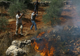 مُستوطنون إسرائيليون يحرقون أرضًا زراعية في “ترمسعيا” شمال رام الله