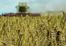 الاتحاد الأوروبي : هناك خطة لمساعدة أوكرانيا على تصدير الجزء الأكبر من الحبوب