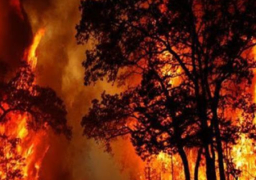 عدد ضحايا حرائق الغابات في هاواي يقترب من 100 قتيل