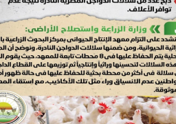 الحكومة تنفي ذبح عدد من سلالات الدواجن المصرية النادرة نتيجة عدم توافر الأعلاف