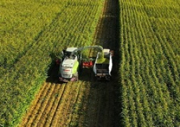 مستشار وزير الزراعة: الدولة تتبنى مشروعات “التوسع الرأسي” لزيادة إنتاجية المحاصيل