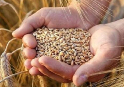 استمرار توريد القمح للشون والصوامع بمحافظات الجمهورية وسط متابعة حثيثة من المحافظين