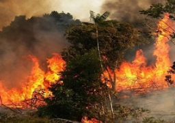 أوامر بإخلاء مناطق قرب أثينا بسبب حرائق الغابات