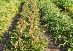 أكاديمية البحث العلمي تعلن نجاح ابتكار سلالات جديدة من الثوم واللوبيا