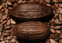 “فوربس”: العقود الآجلة للكاكاو تتفوق على الذهب