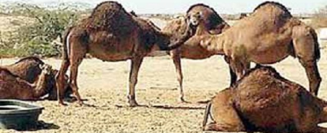 السعودية توقف استيراد الجمال الحية مؤقتا بسبب فيروس “كورونا”