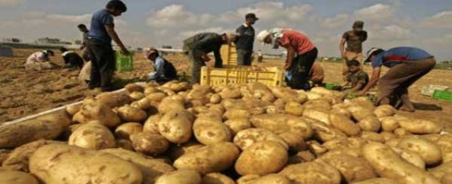“الزراعة”: زيادة الصادرات من البطاطس بأكثر من ربع مليون طن