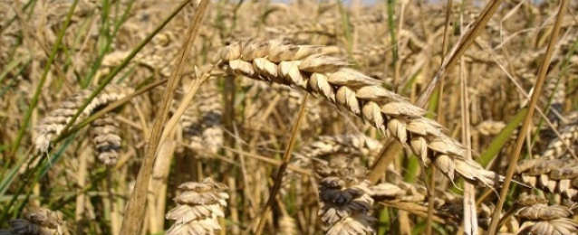 السلع التموينية: لا توجد مشكلة بين مصر وروسيا فيما يتعلق باستيراد القمح