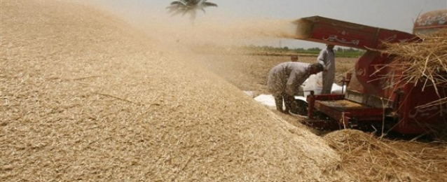 هيئة السلع التموينية: لا تغيير في مواصفات القمح بمناقصة عالمية
