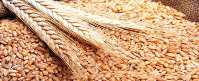 الزراعة تشتري 502 ألف طن من القمح المحلي منذ بدء موسم التوريد