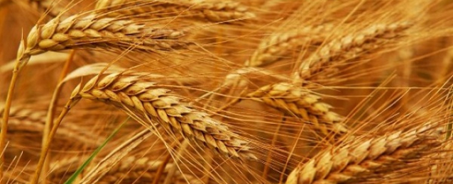 التعبئة والإحصاء: 54.9% متوسط نسبة الاكتفاء الذاتى من القمح خلال 10 سنوات