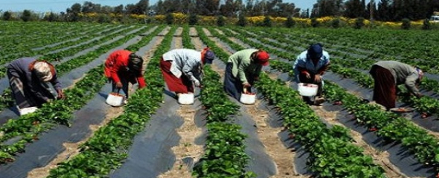 “الزراعة”: نسعى لتحقيق طفرة في الإنتاج لتحقيق الاكتفاء الذاتي وزيادة الصادرات