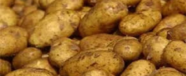 مصدر بالزراعة: تقاوي البطاطس سليمة وغير مصابة بأي أمراض