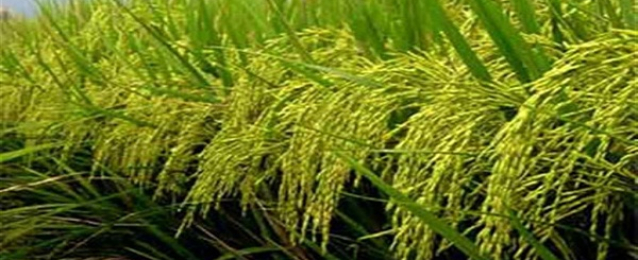 محافظ الفيوم : حصر 100 فداناً أرز مخالفة بالمحافظة واتخاذ اجراءات حيالهم