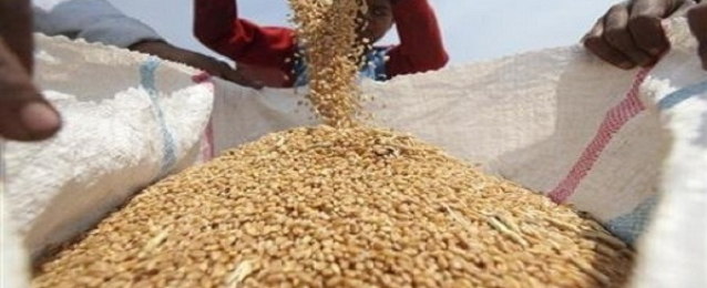 إحتياطي مصر من القمح يكفي 4 أشهر