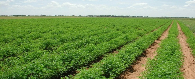 الزراعة : 4 ملايين فدان منزرعة بالمحاصيل الصيفية حتى الآن