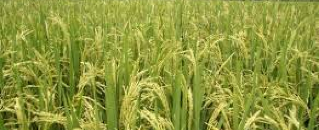“الرى”: لم نتراجع عن قرار تخفيض المساحة المحددة لزراعة الأرز الموسم الحالى