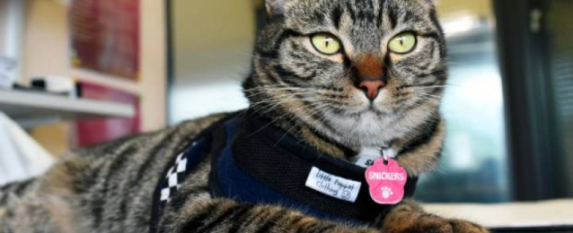 شرطة شيكاغو تعين قطة بوليسية في صفوفها