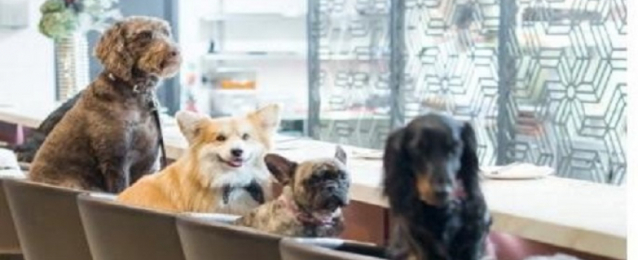 مطعم إيطالي يسمح بدخول الكلاب مع أصحابها بشرط دفع رسوم إضافية