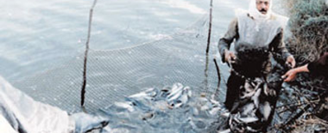 الزراعة تعلن وقف صيد الأسماك بالبحر الأحمر لمدة 7 أشهر