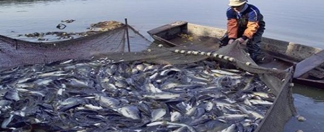 الزراعة :مصر الأولى أفريقيا والثامنة عالميا في إنتاج الأسماك