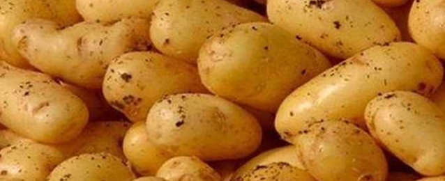 الحكومة: لا صحة لوجود أزمة في محصول البطاطس بالأسواق