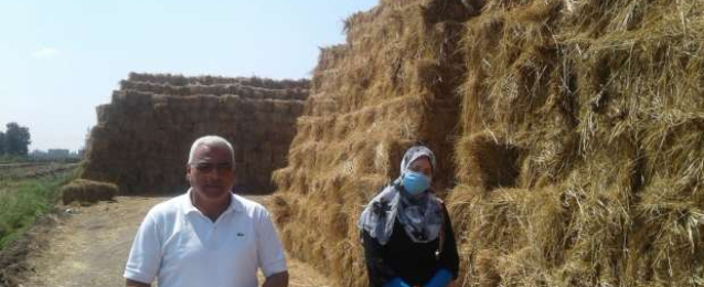 الزراعة:جمع وتدوير أكثر من 787 ألف طن قش الأرز وتنظيم 653 ندوة ارشادية