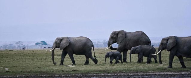 تحضيرات لنقل قطيع أفيال من بريطانيا إلى كينيا في “سابقة عالمية”